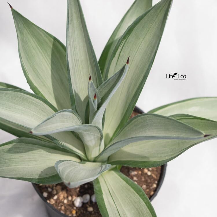 Amazon.co.jp: 多肉植物 アガベ・デスメティアーナ・シルバー